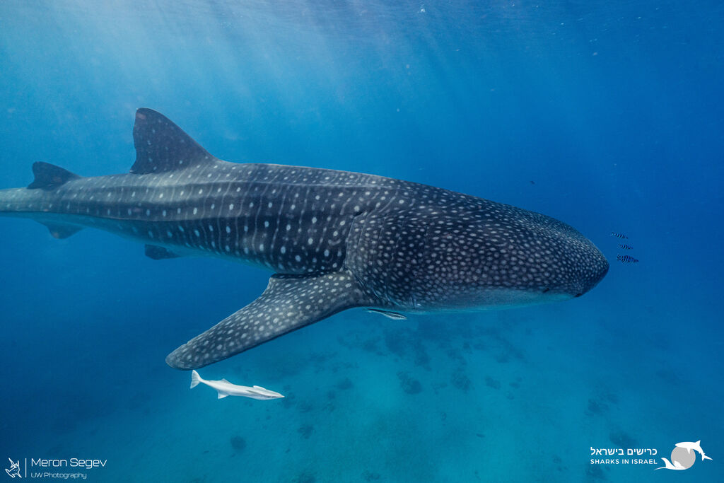 8bbe5131-d91d-432b-8856-928c20b796f3