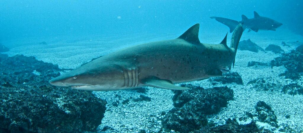 e06f1e97-8601-4f22-937f-93ea99cd243d