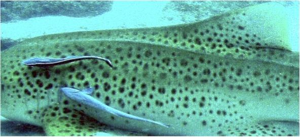 a64d49da-d0db-4b86-8954-71e7bd98ce91