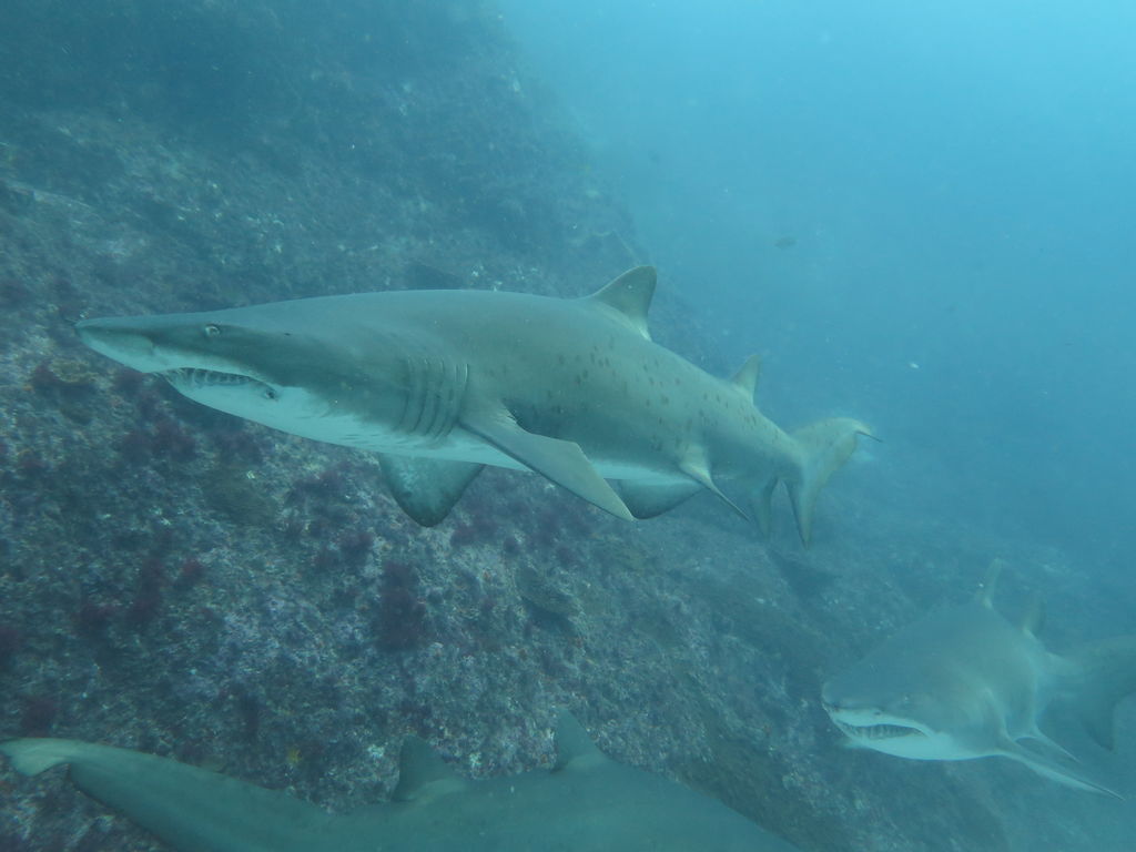 9c514a9e-3730-4e55-8a83-84dc1fbf20e5