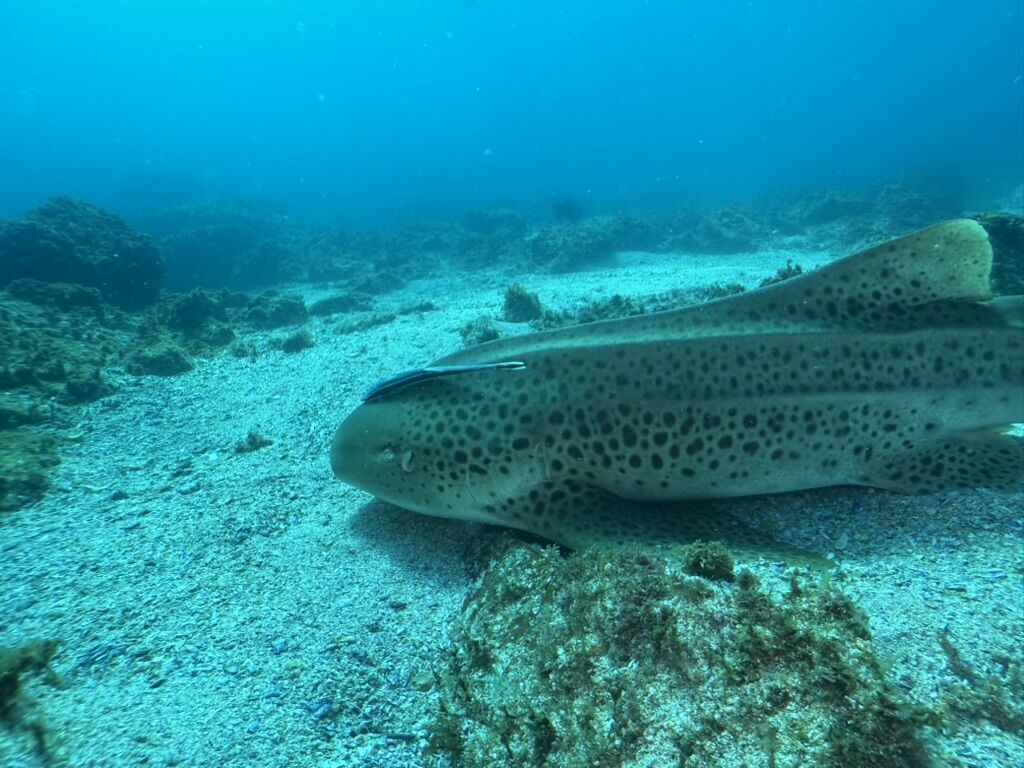 34551923-1f8e-424e-82d1-f2125fc5ede6