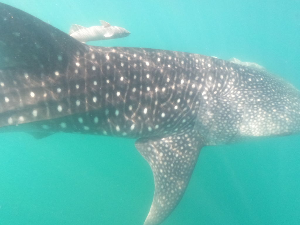 34bc1a5a-0370-4d46-a336-1049fb22ae65