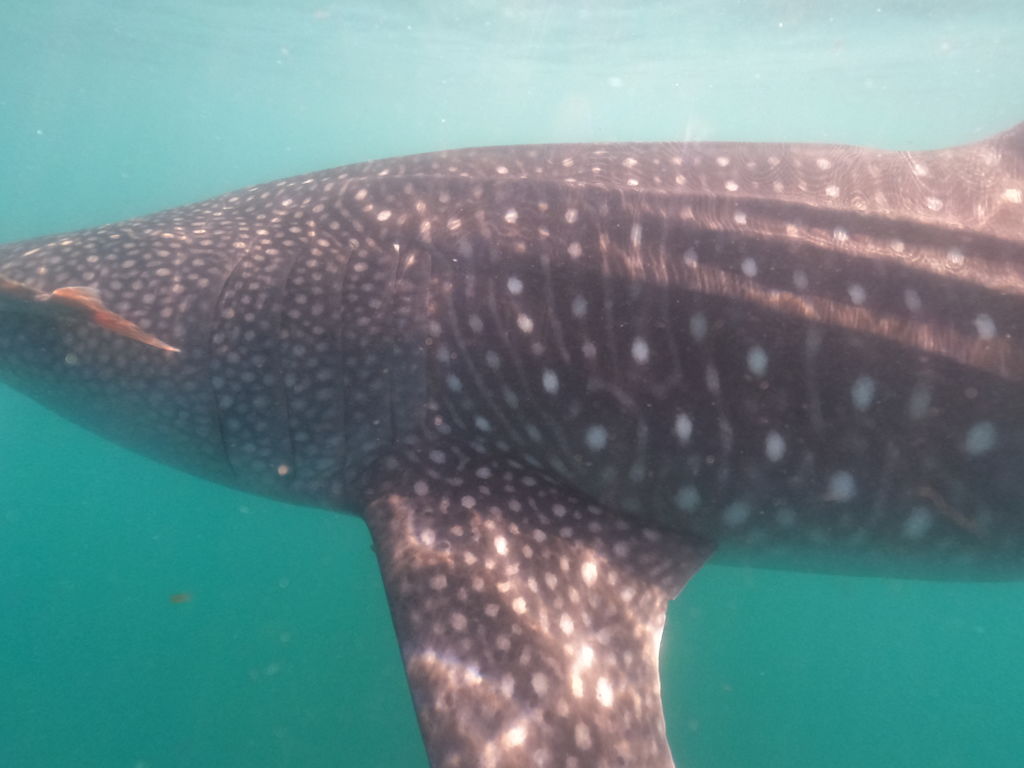 34bc1a5a-0370-4d46-a336-1049fb22ae65