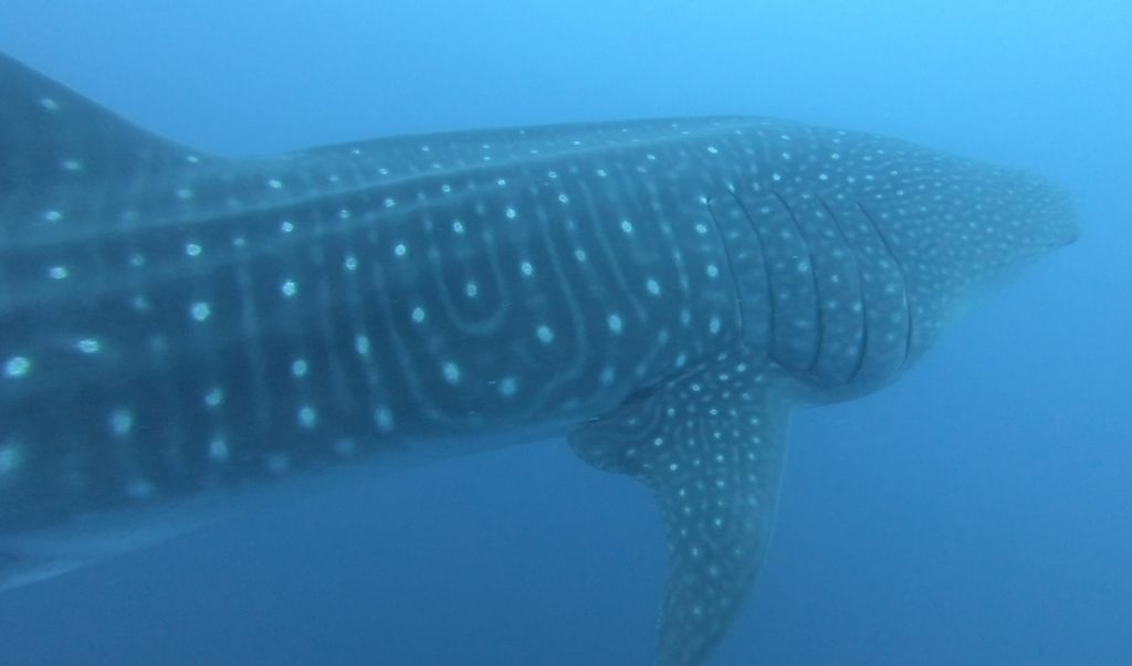 c2074aff-df8e-4569-9158-38d8ecbfeb76