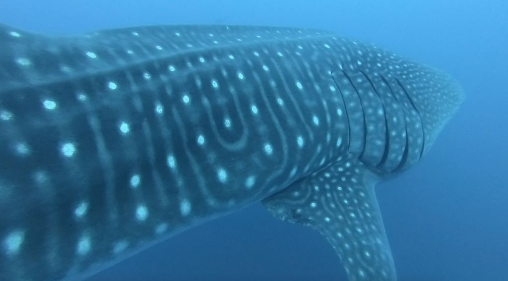 c2074aff-df8e-4569-9158-38d8ecbfeb76