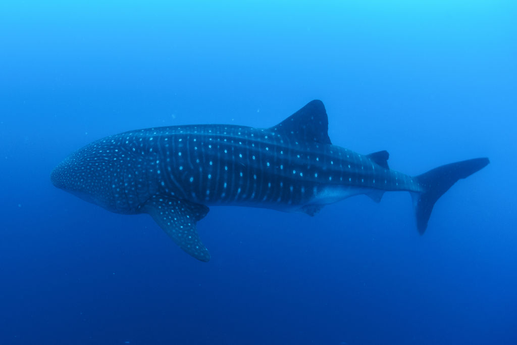 c2074aff-df8e-4569-9158-38d8ecbfeb76