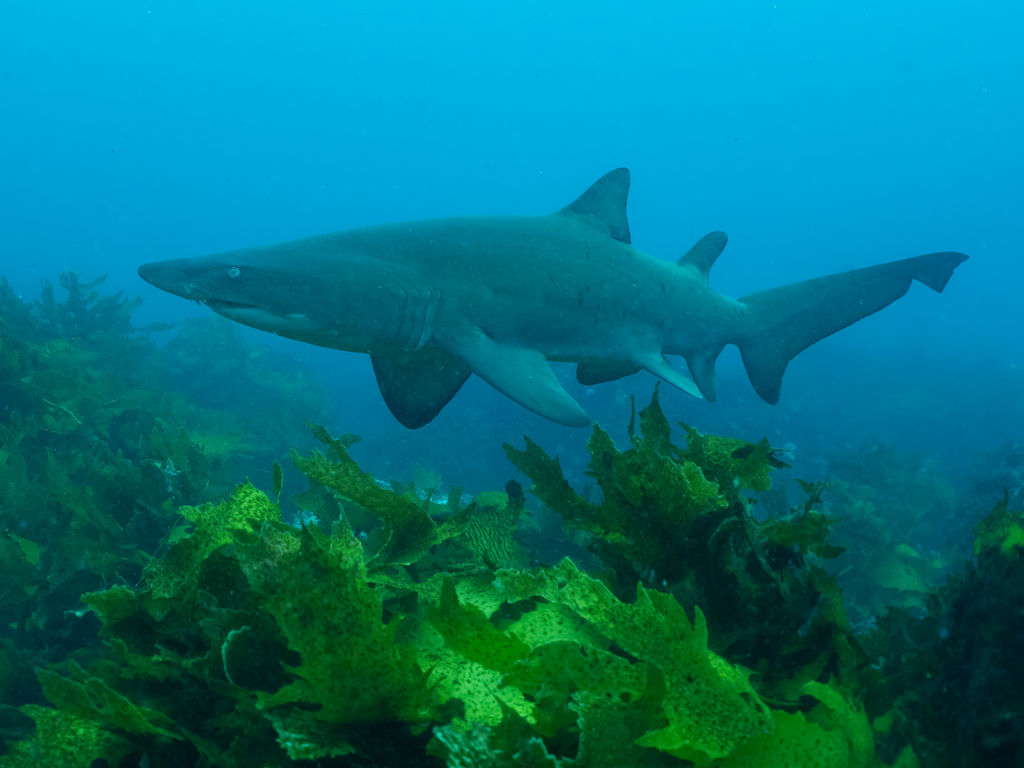 97cdc8c5-8de6-4ad5-8822-1e96c203bb62