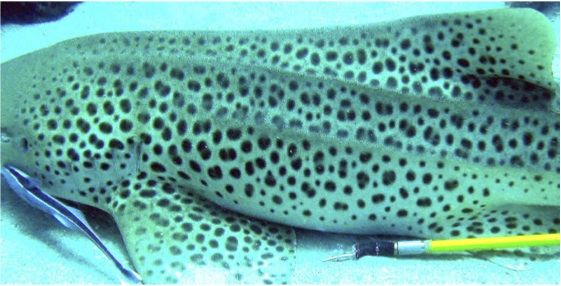 a698b5b7-31ba-4562-9325-e4661ebd1131