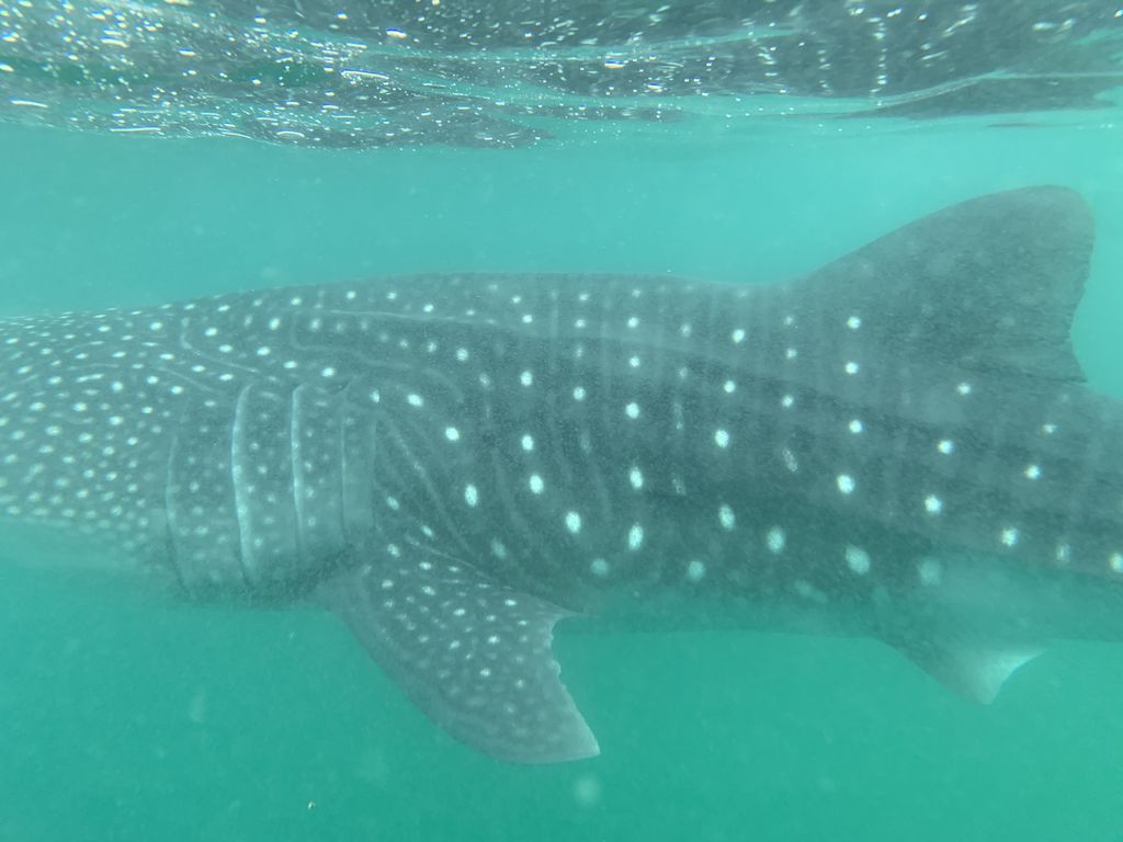 0cb61dfb-c3a1-49df-8620-d332d1300e7a