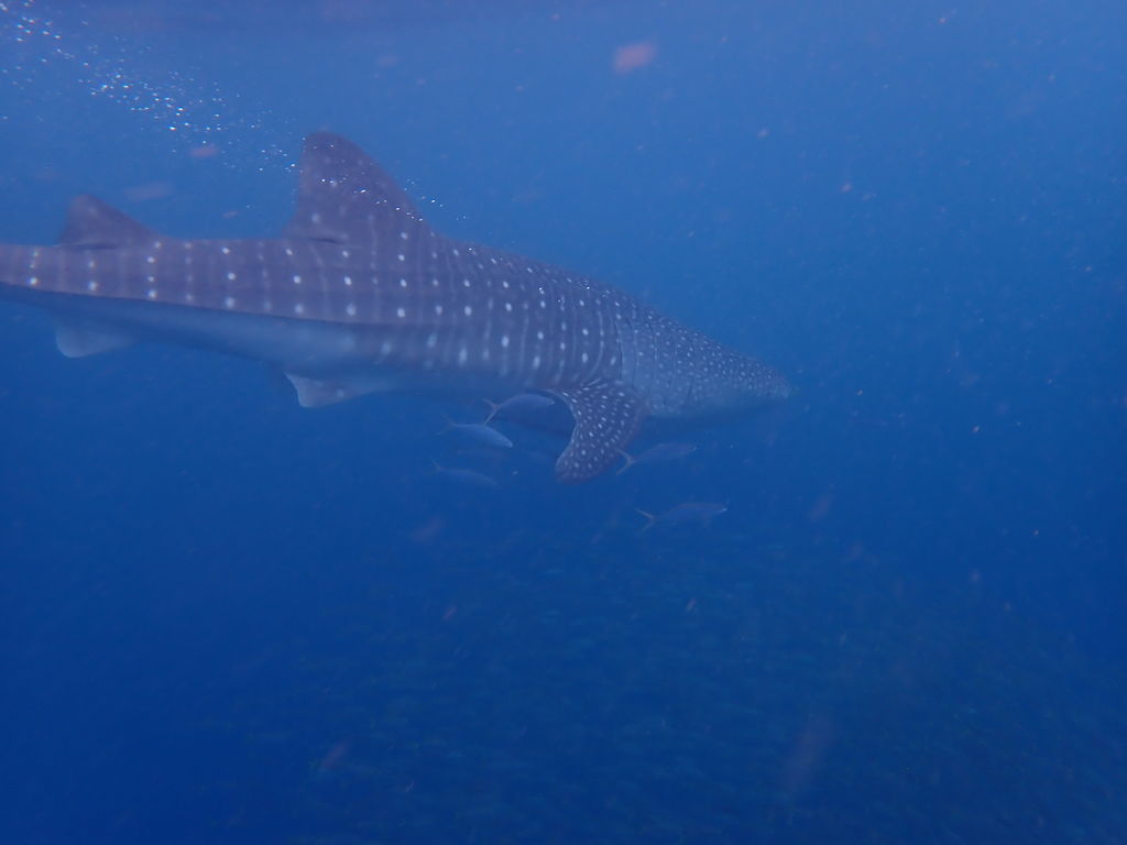 db0f751a-1fa5-4ddf-9b2b-f5ef1b967224