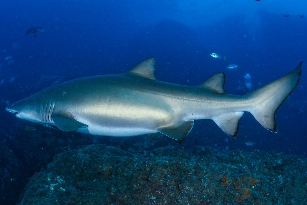 1d29e339-82d5-4116-a6f5-abb4df1a18a0