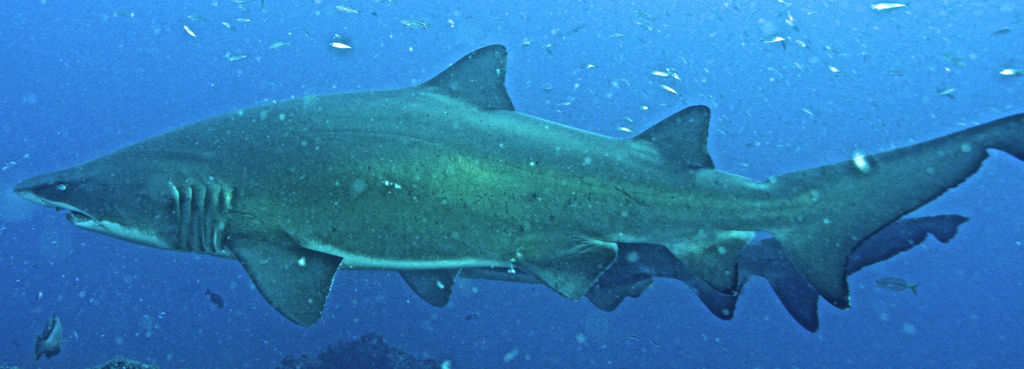 8d96e831-cfcd-45db-8457-91c8a11f681f