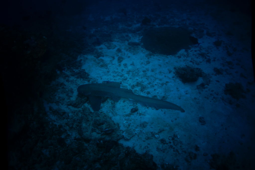 4e018978-f84d-4219-bde0-e89b06d76558