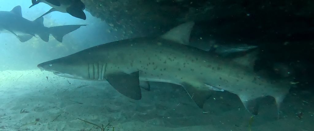 86e5a7f4-8bff-4379-8437-6ef11b5ff6b9