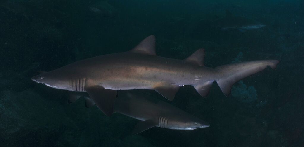 2b06e6ea-3485-4dd4-aa5a-d1b36536994e