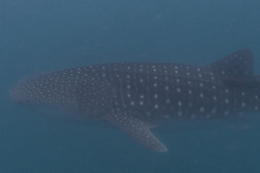 7e18a6d3-4847-4662-bbb4-bfcb9477a531