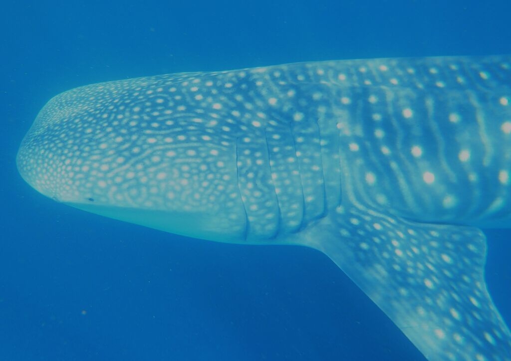 bff36848-3e11-43e0-97a9-2c734feddddb