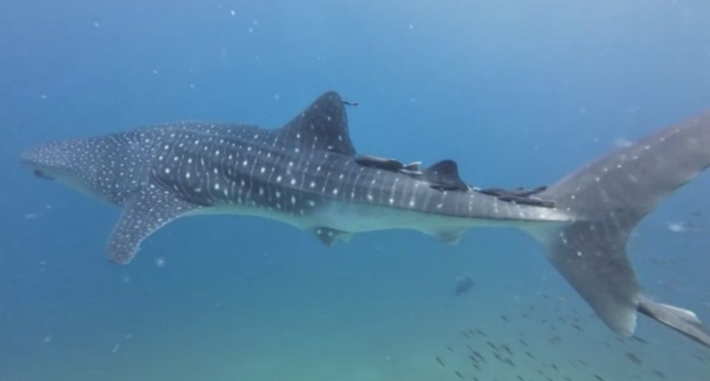 82f29760-6c3d-4561-ad9a-3dd106e53ce3