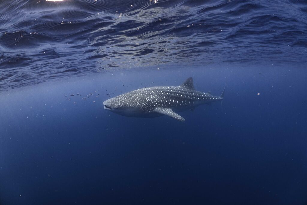 f87e04d3-bdcc-4de4-a6f5-e6bd84049ce0