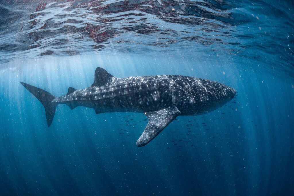 4ae899b3-082c-42c9-ac49-1ec4b6511afa