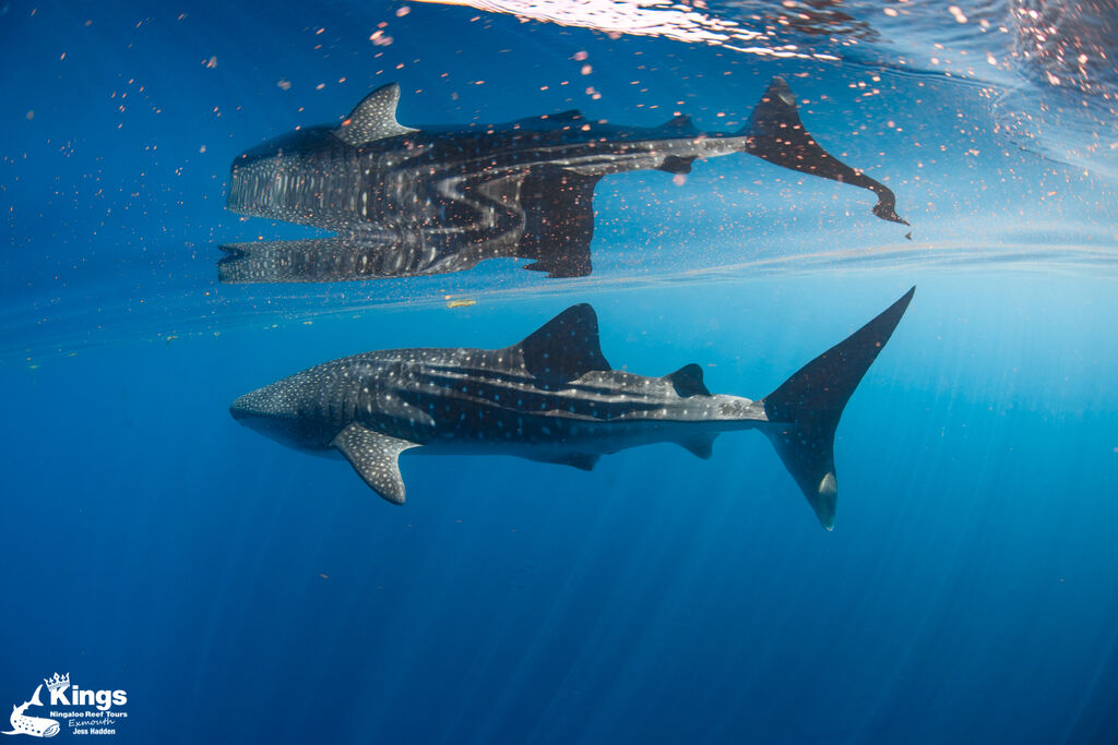 9ab0e922-8a36-4ce2-ac64-d867e36c9bb2