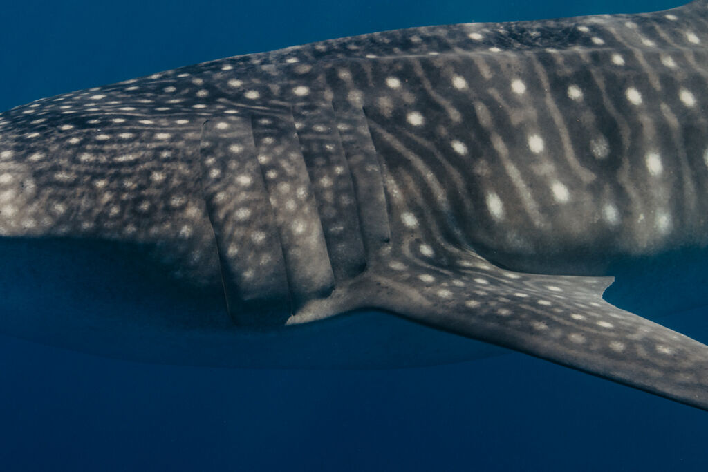 2d219558-ea7a-452e-8614-218165a6da86