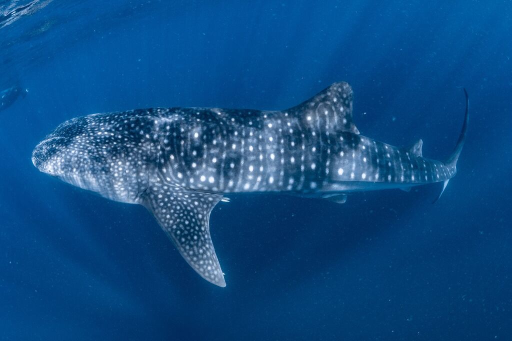 31e21d52-a34e-4aa6-a1e3-bf3a671ee884