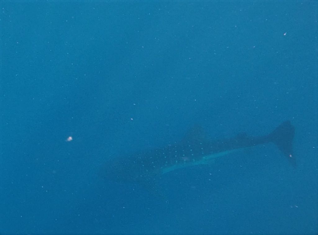 cfd91097-4138-4dff-a577-f7081e493729