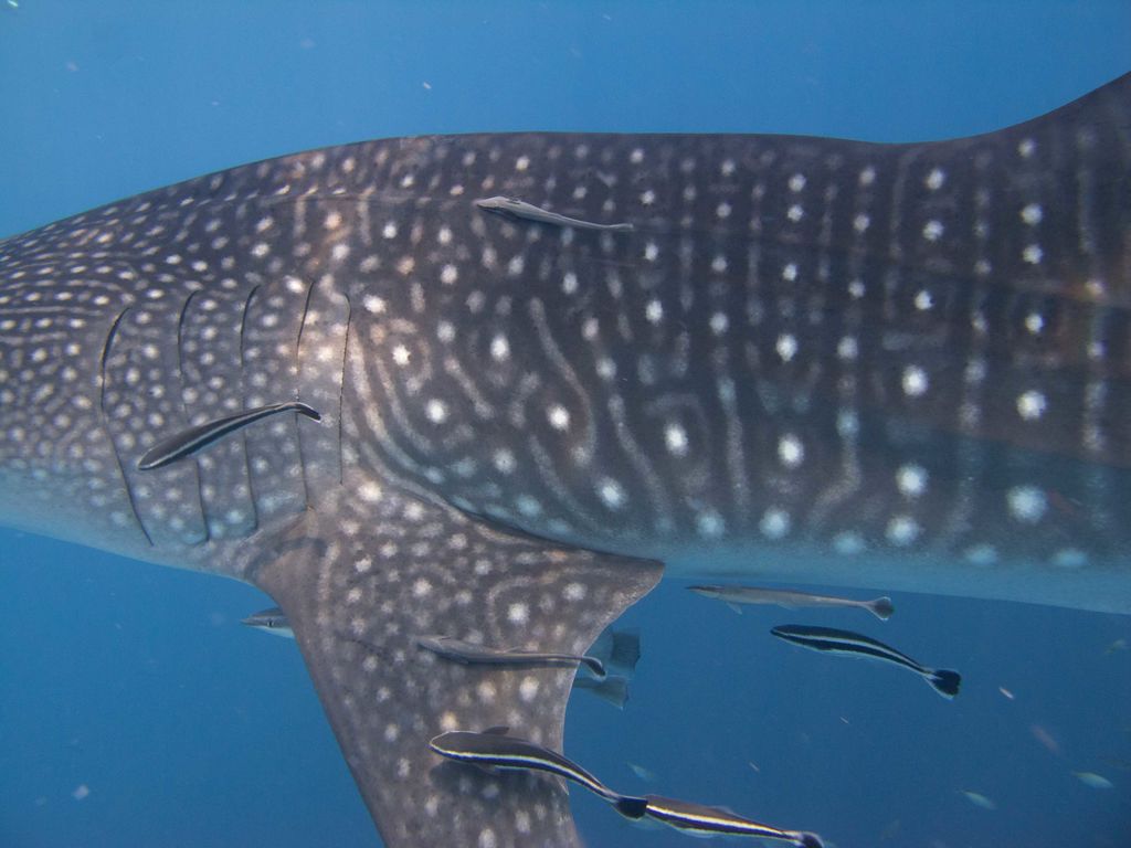 1ee30e0b-3c02-40b7-b6e2-7094695bc8e5