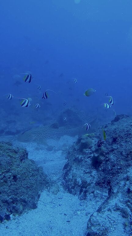 f308cd59-2deb-4969-8a0a-d59edf12dabe