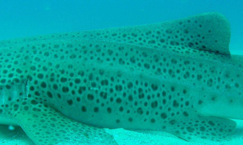 2d0f0e3e-9fb2-4ad3-be4f-d72108bdfc5c