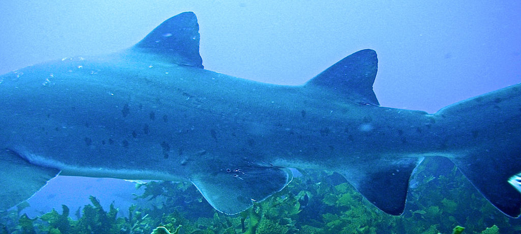 8a39e913-981c-47af-878d-19557cadca4e