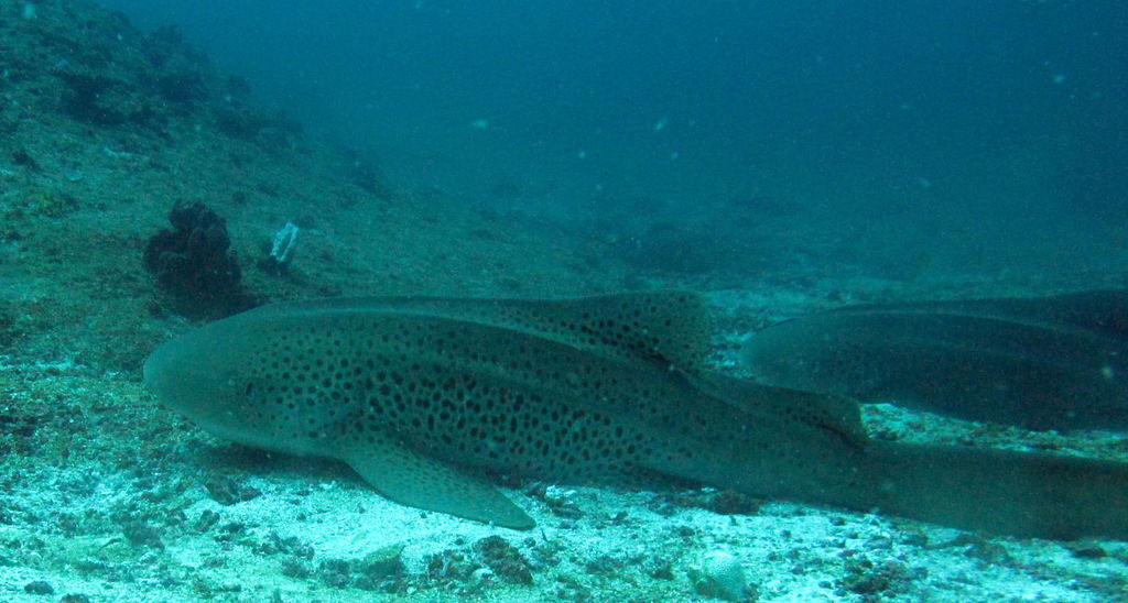 ff8f6f5f-507a-49e9-ab6c-4195df751998