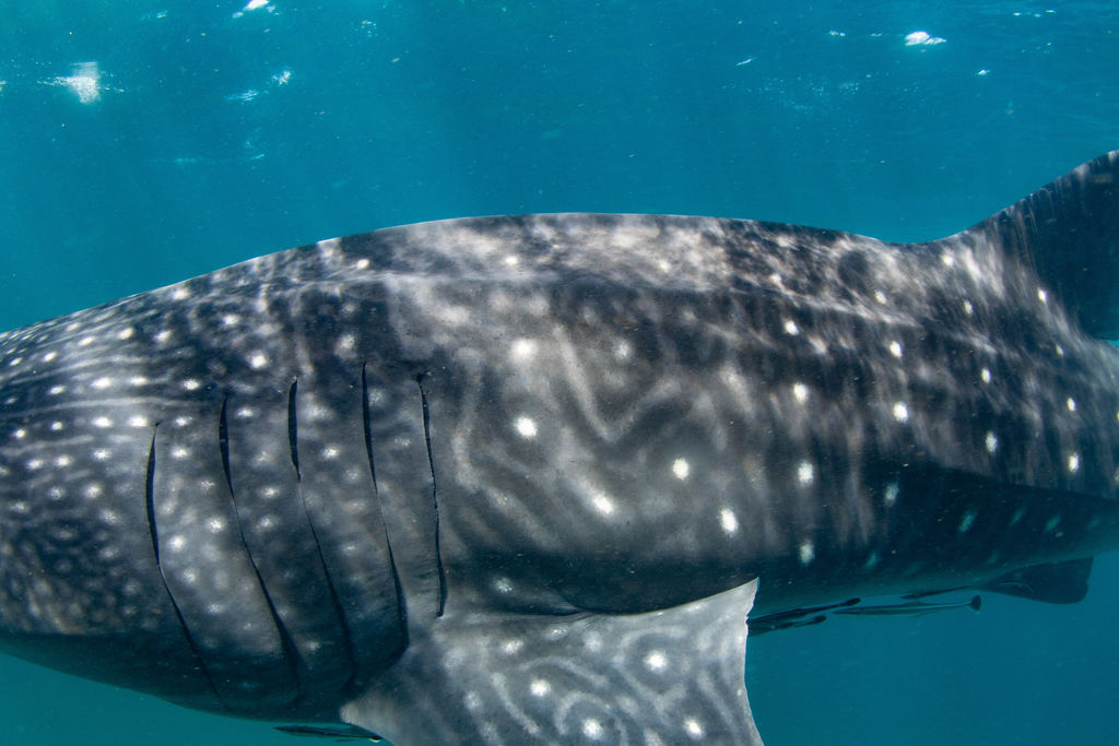 dfda2437-aa99-445f-9746-3972681a273d