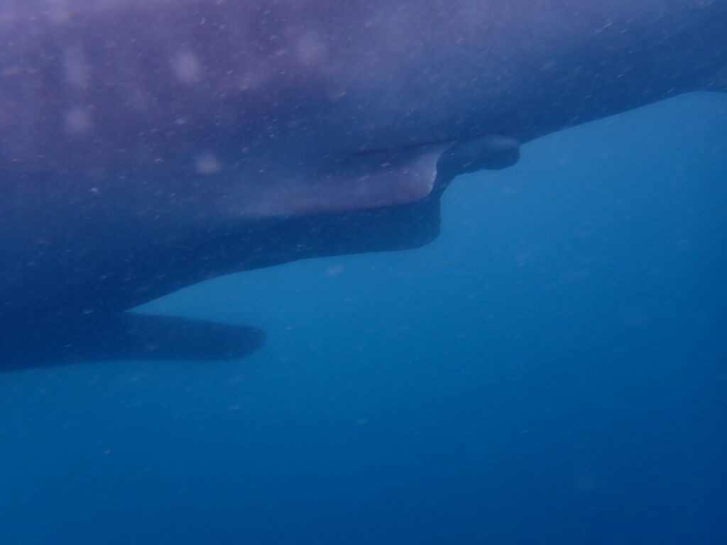 P-764