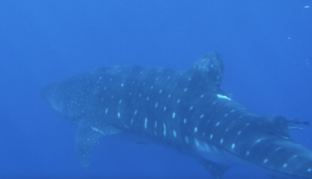 e86e0c51-799e-4863-9201-ba7a20827d41