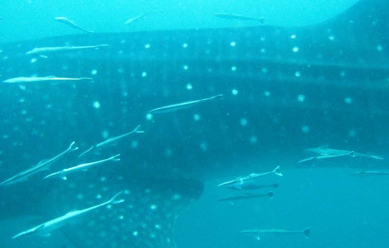 a03f95b0-98b5-4aba-947e-2575d20dc7b9