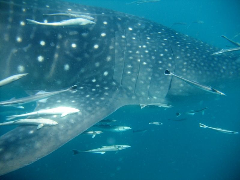 a03f95b0-98b5-4aba-947e-2575d20dc7b9