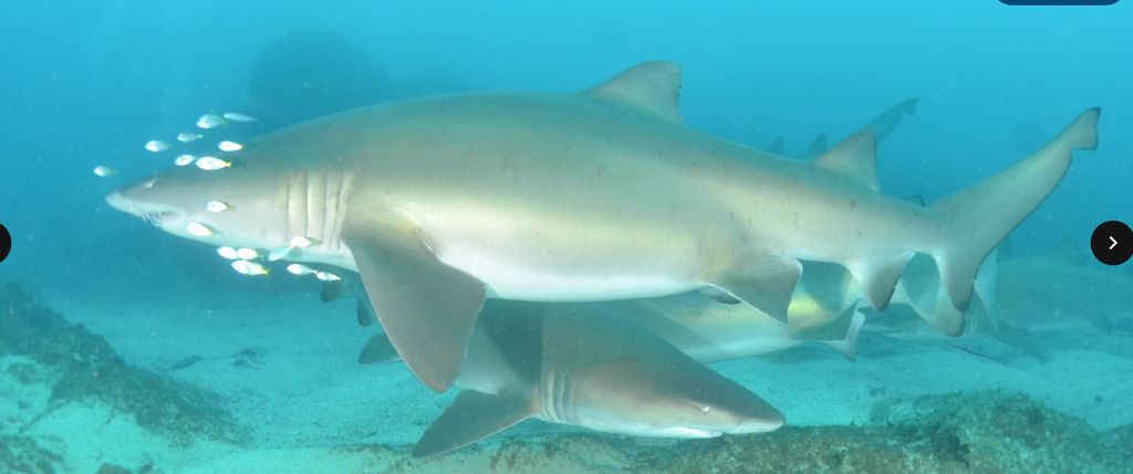 5bcb2987-d31a-4b18-a4d3-b807a40d736a