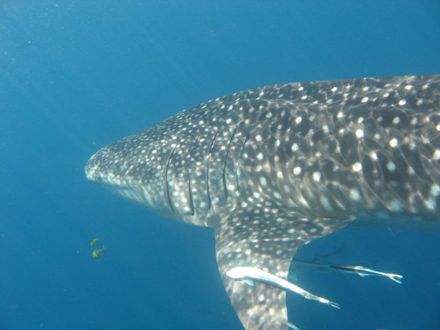 f0171ab2-27c5-4889-95ec-01f58ffccf77