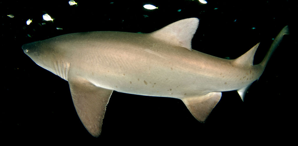 83ab0ebf-0877-4936-88d4-90123a536bc0