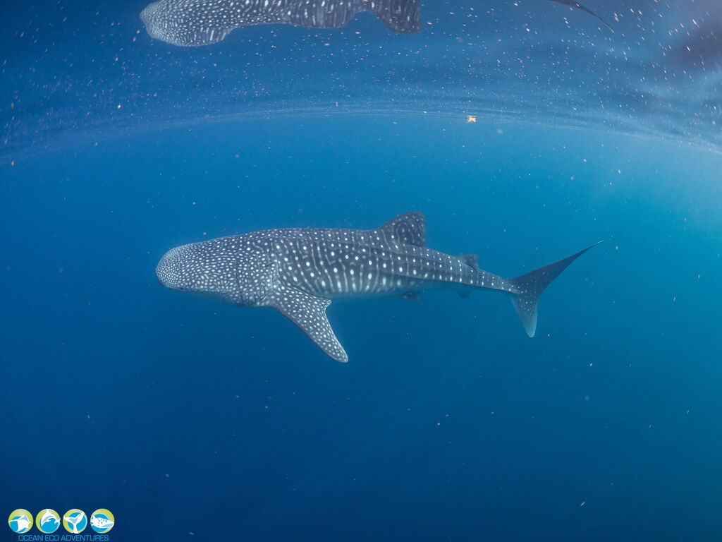 d3a162ae-b625-4f24-a7b0-40b69680b70b