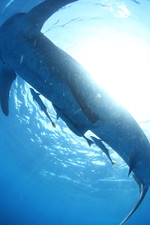 6dc6c205-ff32-4ef1-9865-50743d3bfde8