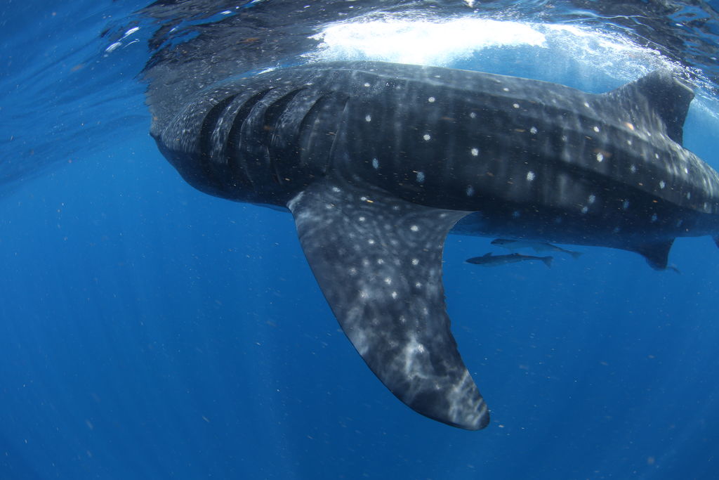 6dc6c205-ff32-4ef1-9865-50743d3bfde8