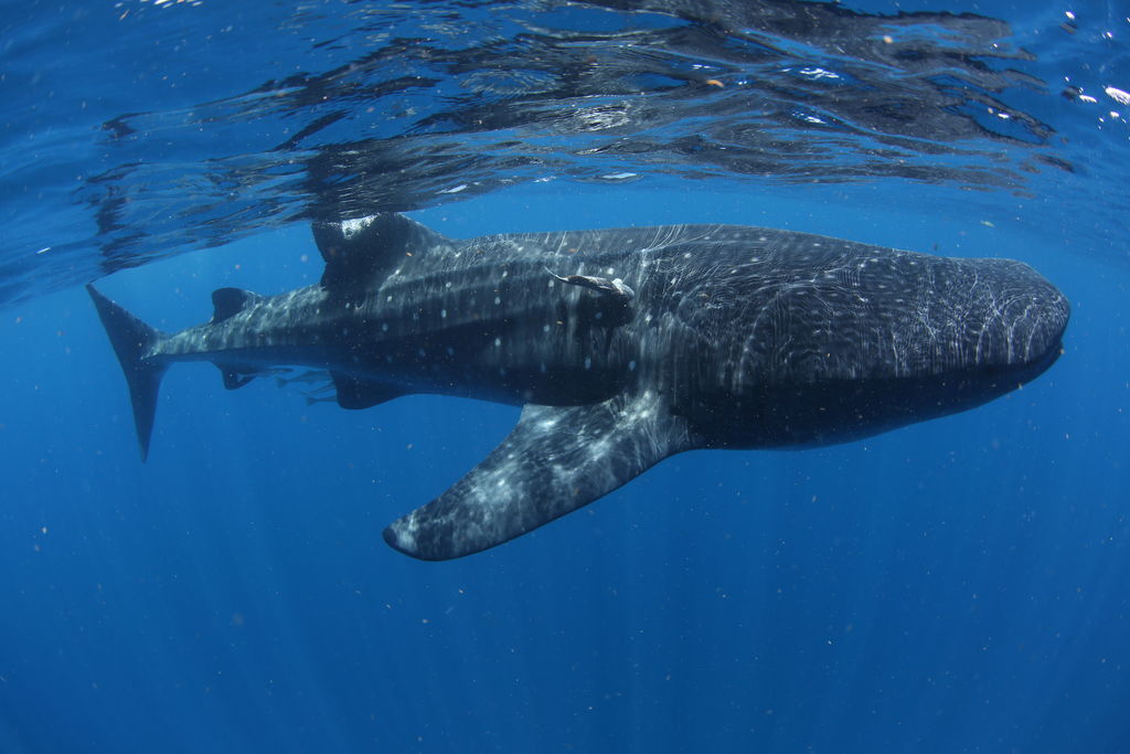 6dc6c205-ff32-4ef1-9865-50743d3bfde8