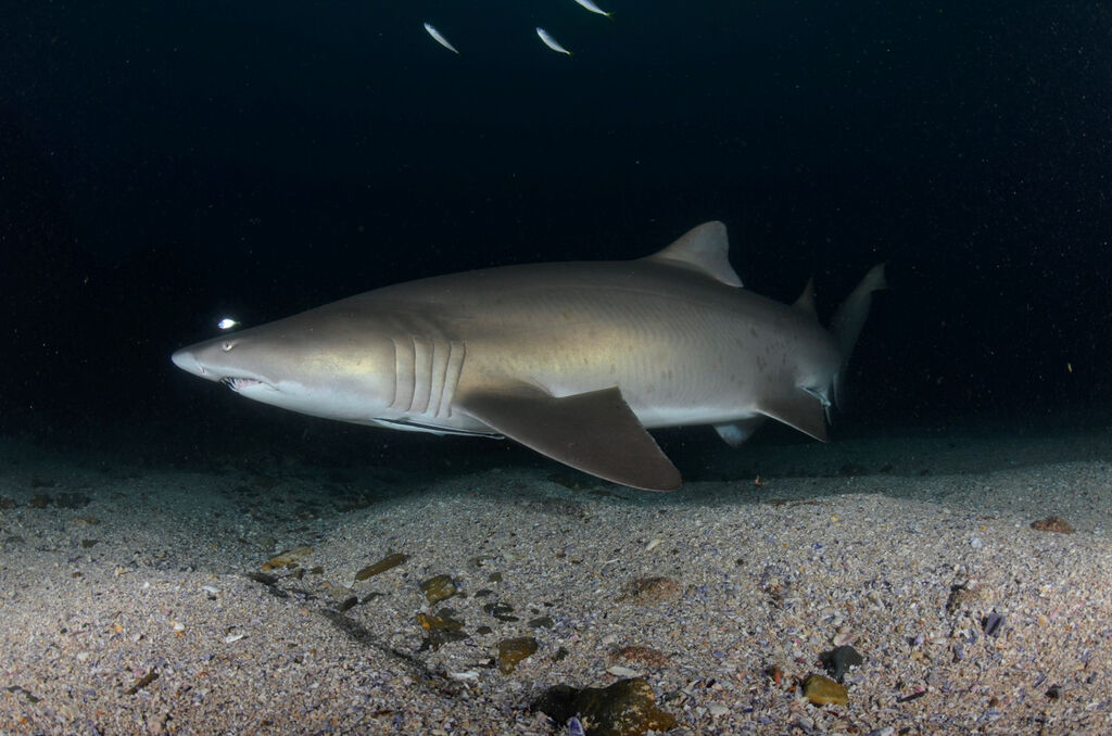 44d75473-1ff7-4483-8274-984058e267d2