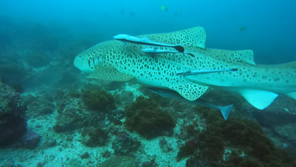 38dd4468-70c7-4c0f-ba1a-373f43ea2d6d