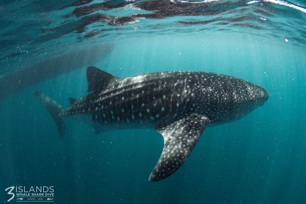 fb5ada7d-ead1-494c-a449-fb8c56f81c7c