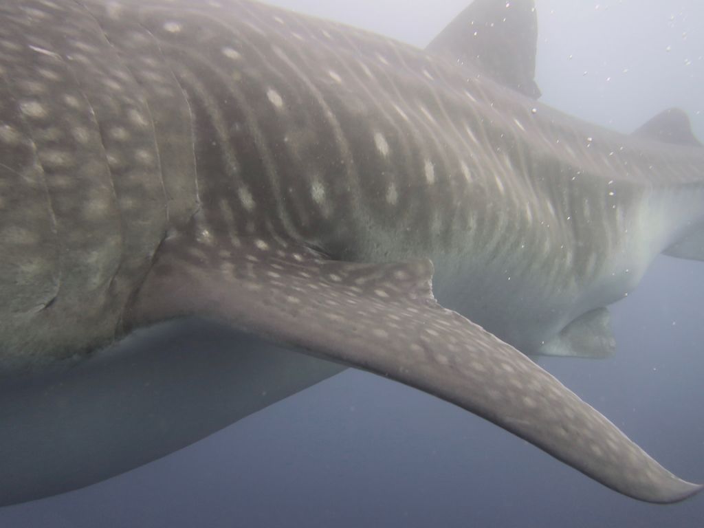 51146797-27e0-4170-a204-98b3e444ae30