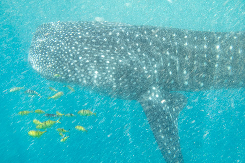 9de165ad-0924-4eb3-b24f-0c58a36f99fe